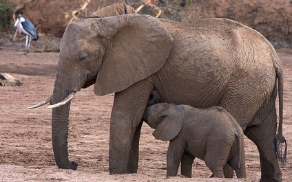 10 animale africane în pericol