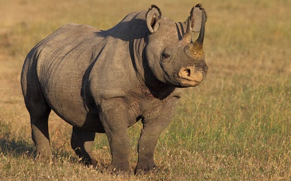 10 animale africane în pericol