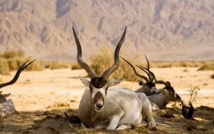 10 animale africane în pericol