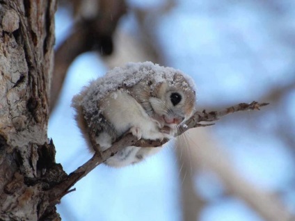 10 Fapte curioase despre veverita zburătoare