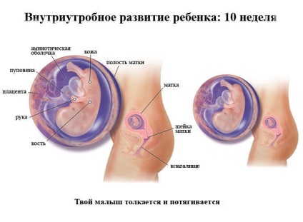 10 săptămâni de nutriție pentru sarcină, primele 10 produse