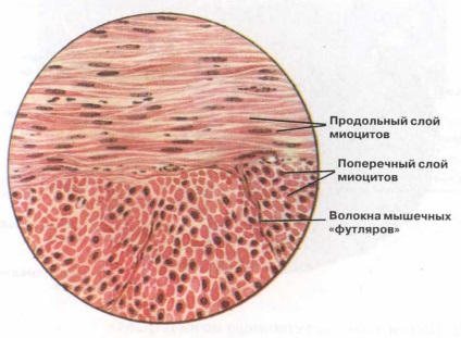 3 Tipuri de țesut muscular, simplaste, structură și proteine ​​de miofibril