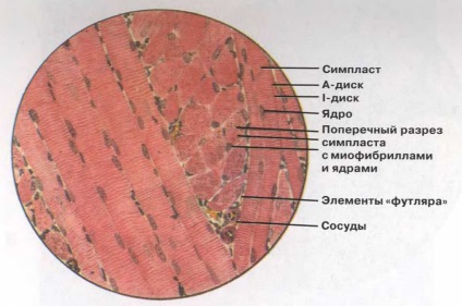 3 вида на мускулна тъкан, symplasts, структурата на протеини и миофибрили