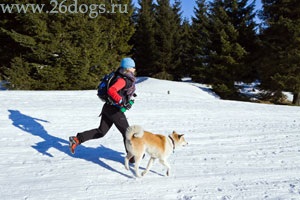 6 Moduri de a distra un câine în timpul iernii