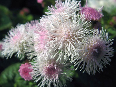 Ageratum crescând din semințe, când sunt plantate