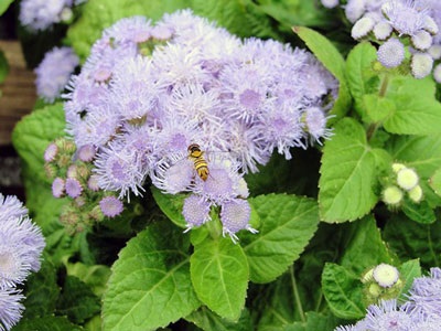 Ageratum crescând din semințe, când sunt plantate