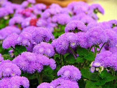 Ageratum crescând din semințe, când sunt plantate