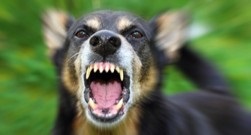 Agresivitatea la câini