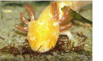Axolotl (conținut și reproducere) - articole despre amfibieni - articole - club de amatori