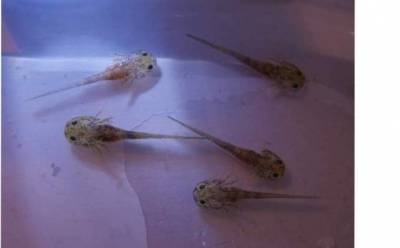 Axolotl (conținut și reproducere) - articole despre amfibieni - articole - club de amatori