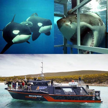 Rechinul împotriva balenelor ucigașe - balena video-ucigaș a atacat rechinul