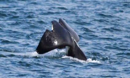 Cápa a gyilkos bálnák ellen - a video-gyilkos bálna megtámadta a cápát