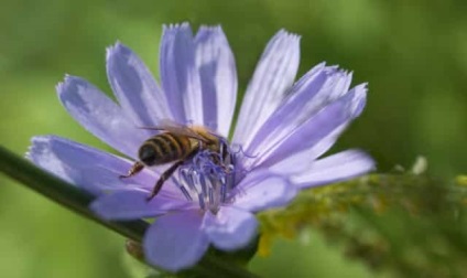 Alergia la insecte - simptome și tratament