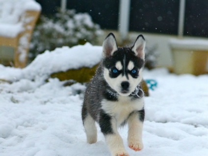 Alaskan Kli Kai - miniatura Husky