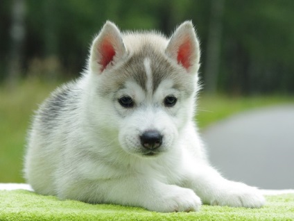 Alaskan Kli Kai - miniatura Husky