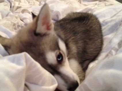 Alaskan Kli Kai - miniatura Husky