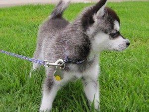 Alaskan Kli Kai - miniatura Husky