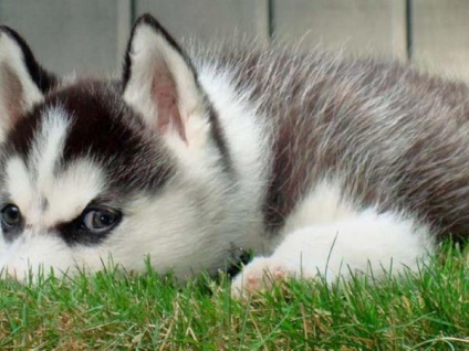 Alaskan Kli Kai - miniatura Husky