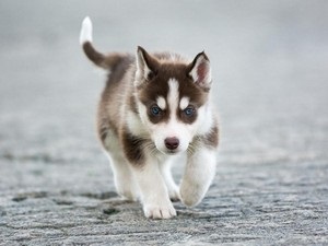 Alaskan Kli Kai - miniatura Husky