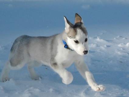 Alaskan Kli Kai - miniatura Husky