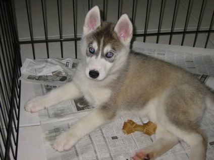 Alaskan Kli Kai - miniatura Husky