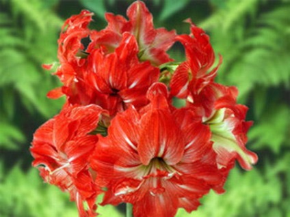 Amaryllis îngrijire la domiciliu, reproducere, înflorire, transplantare, tăiere, boală, fotografie și video