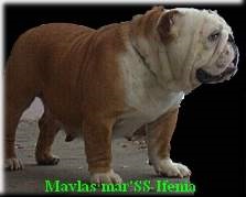 Bulldog englezesc (bulldog englezesc) rasa standard