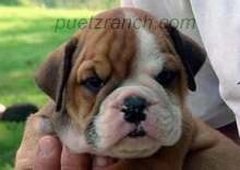 Bulldog englezesc (bulldog englezesc) rasa standard