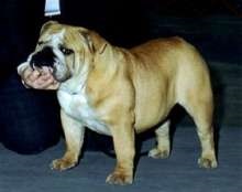 Bulldog englezesc (bulldog englezesc) rasa standard