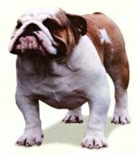 Bulldog englezesc (bulldog englezesc) rasa standard