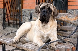 Mastiff englez (mastiff englez) - cel mai mare caine din lume