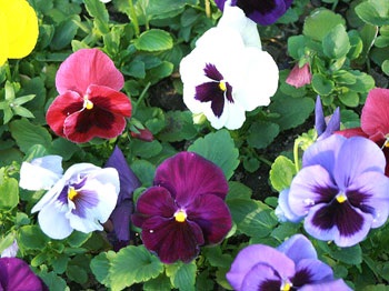 Pansies, violet, violet, tri-color violet