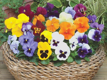 Pansies, violet, violet, tri-color violet