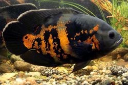 Astronotus - conținut cu alte pești