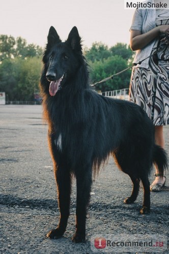 Belgian Shepherd Grünandal - 