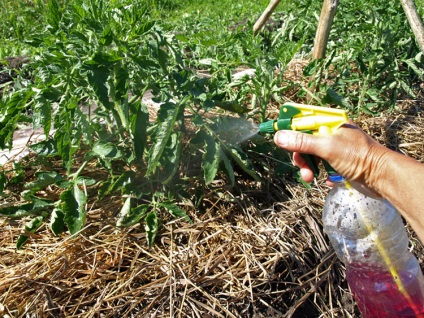 Whitefly pe răsaduri de tomate cum să se ocupe de insecte