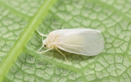 Whitefly pe răsaduri de tomate cum să se ocupe de insecte