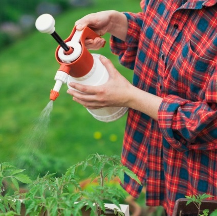 Whitefly pe răsaduri de tomate cum să se ocupe de insecte