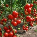 Whitefly pe răsaduri de tomate cum să se ocupe de insecte