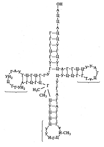 Biologie pentru elevi - 31