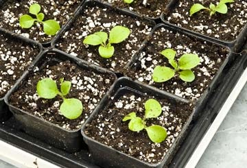 Ideea de afaceri de creștere a petuniilor din semințe la domiciliu reprezintă sfaturi utile și videoclipuri