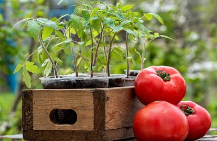 Zile favorabile pentru plantarea tomatelor în martie 2017