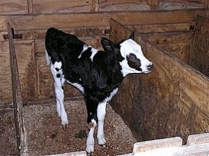 Boli ale bovinelor, bronhopneumoniei animalelor tinere