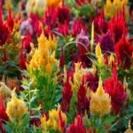 Celosia - cultivarea și îngrijirea semințelor