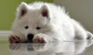 Ce să hrănești Samoyed Laikas, mâncarea Samoyed Laika