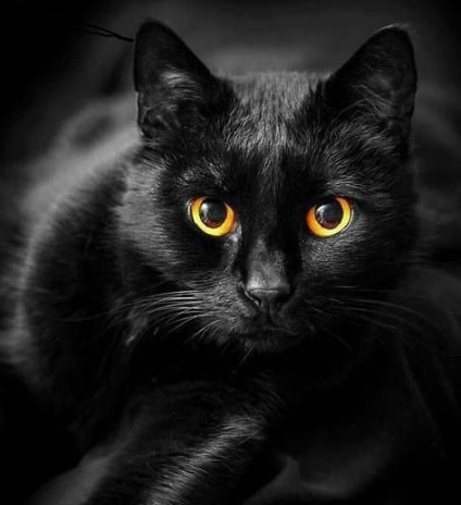 Fekete macskák
