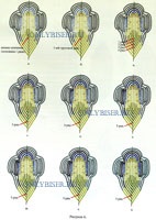 Citirea unei scheme