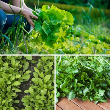 Ce să planteze și să plantezi în grădină în iunie