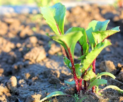 Ce să planteze și să plantezi în grădină în iunie