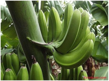 Ce știi despre banane?